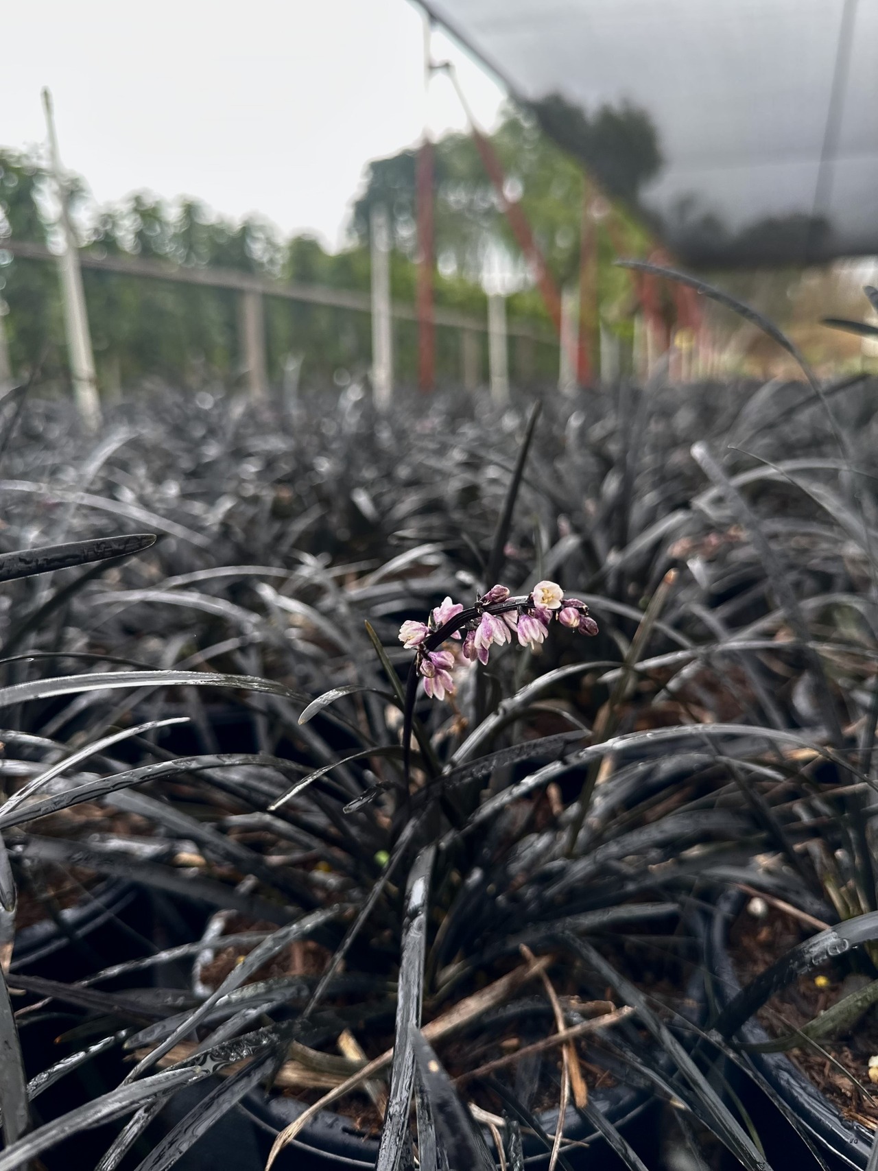 Black Mondo Grass, Black Lily-Turf
