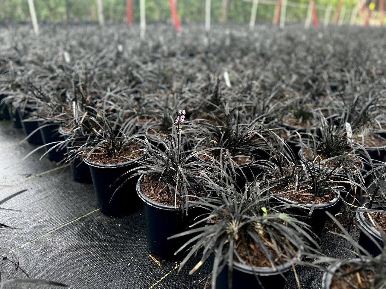 Black Mondo Grass, Black Lily-Turf