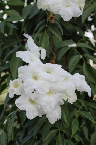 White Bower Vine