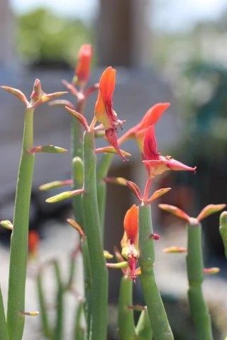Lady's Slipper Euphorbia