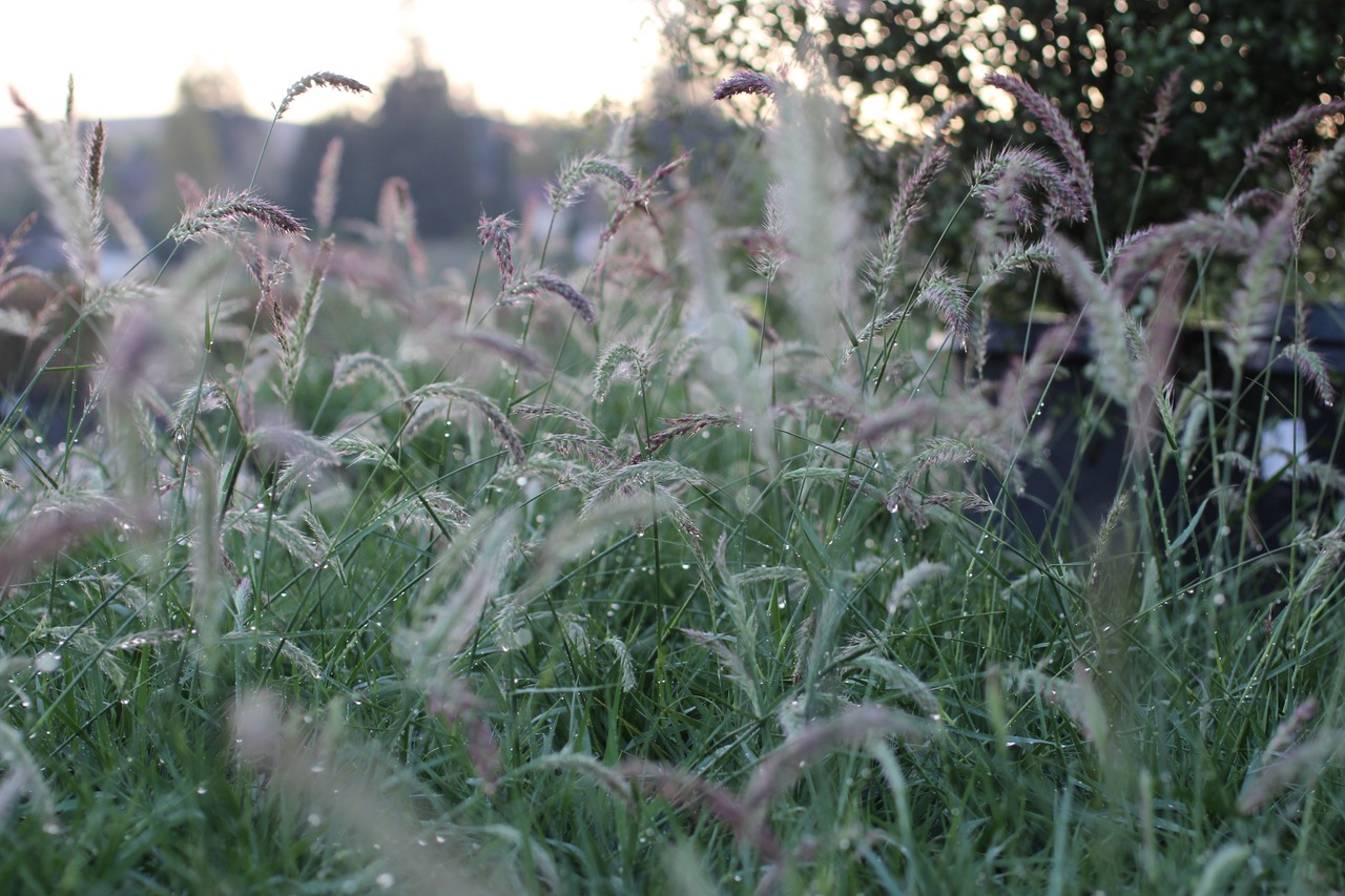 Fairy Tails Fountain Grass