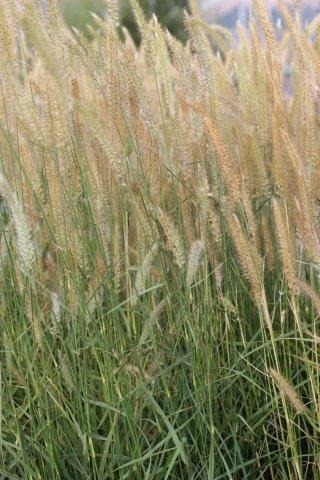 Fairy Tails Fountain Grass