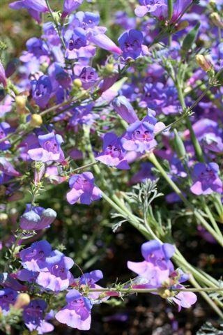 Margarita BOP Foothill Penstemon