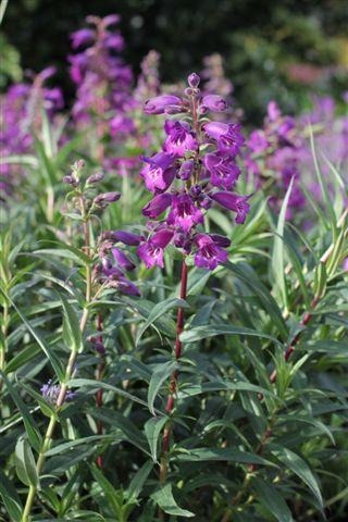 Midnight Border Penstemon