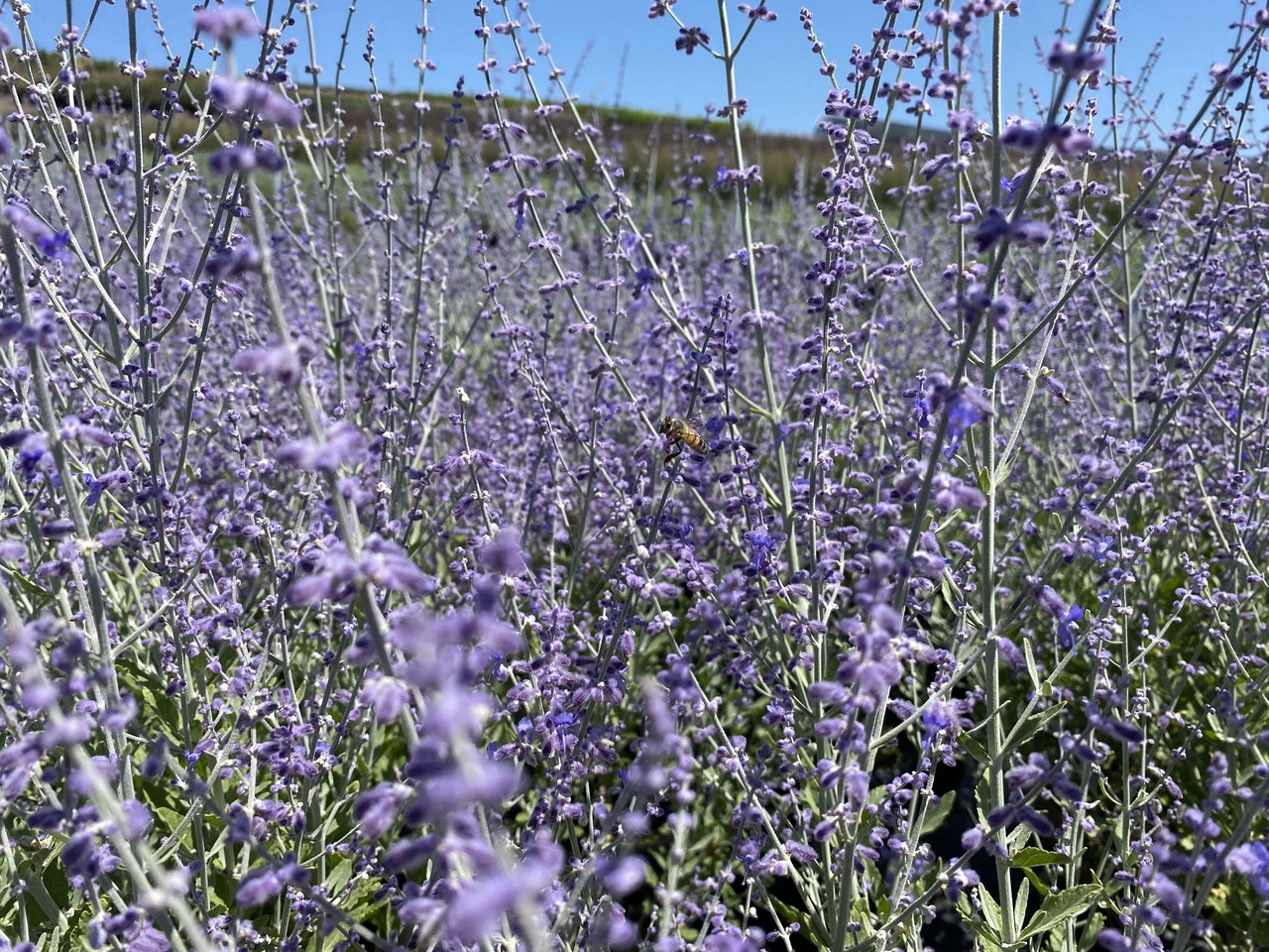 Russian Sage