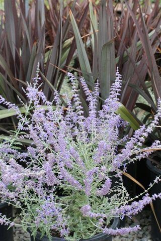 Russian Sage