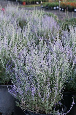 Little Spire Russian Sage