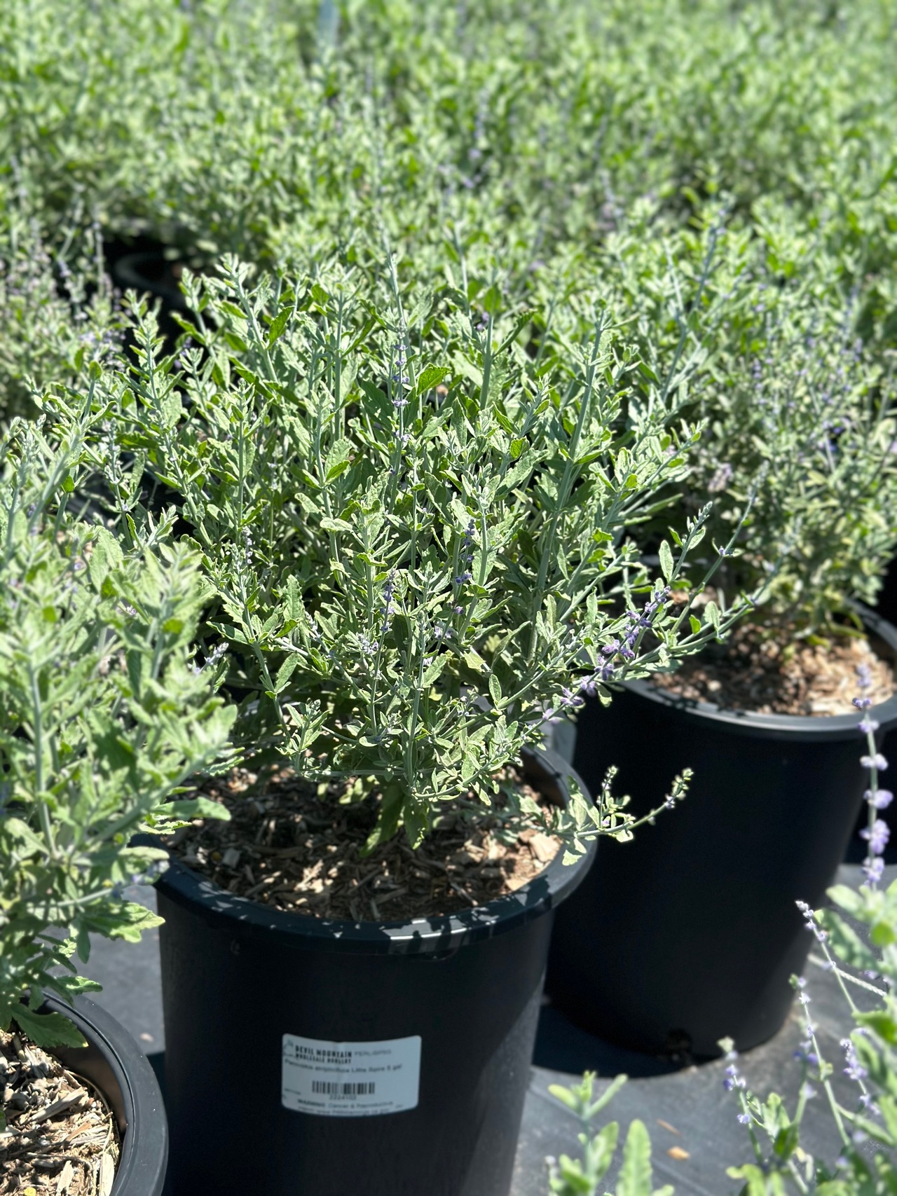 Little Spire Russian Sage
