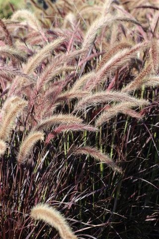Purple Fountain Grass