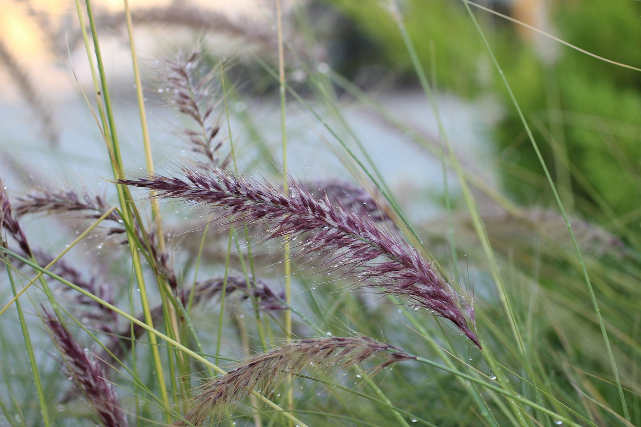Fountain Grass