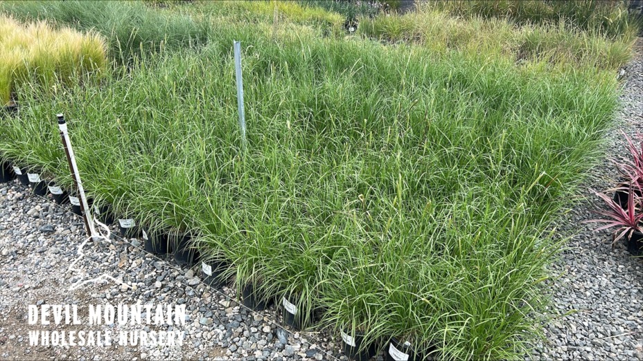 Slender Veldt Grass