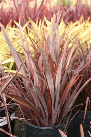 Amazing Red New Zealand Flax