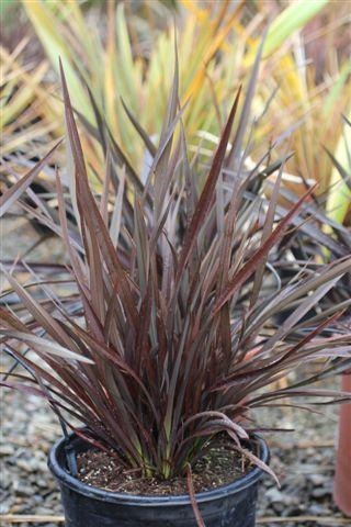 Platt's Black New Zealand Flax