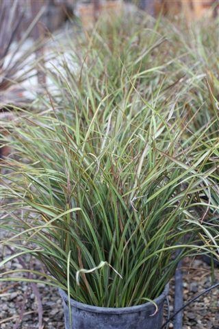 Tom Thumb New Zealand Flax