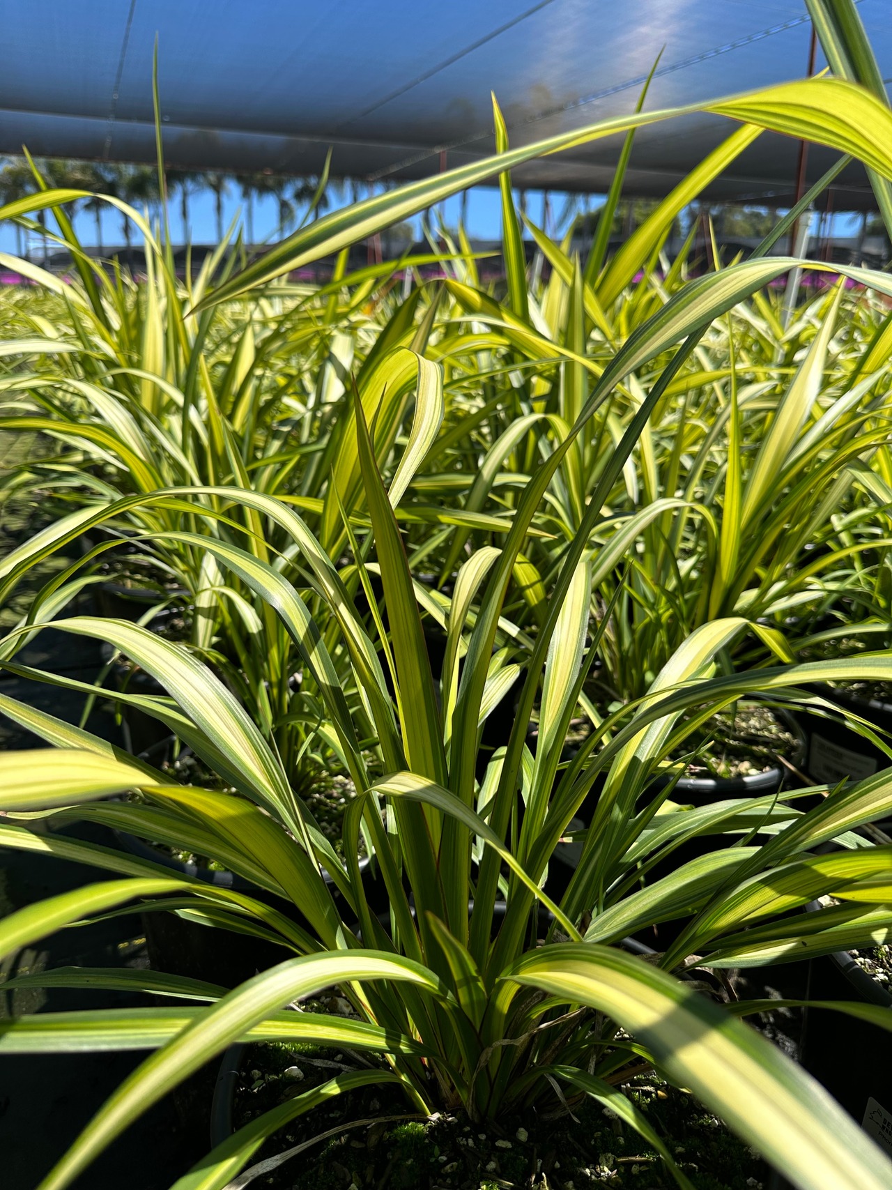 Yellow Wave Flax