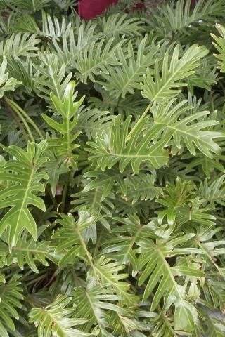 Xanadu Philodendron