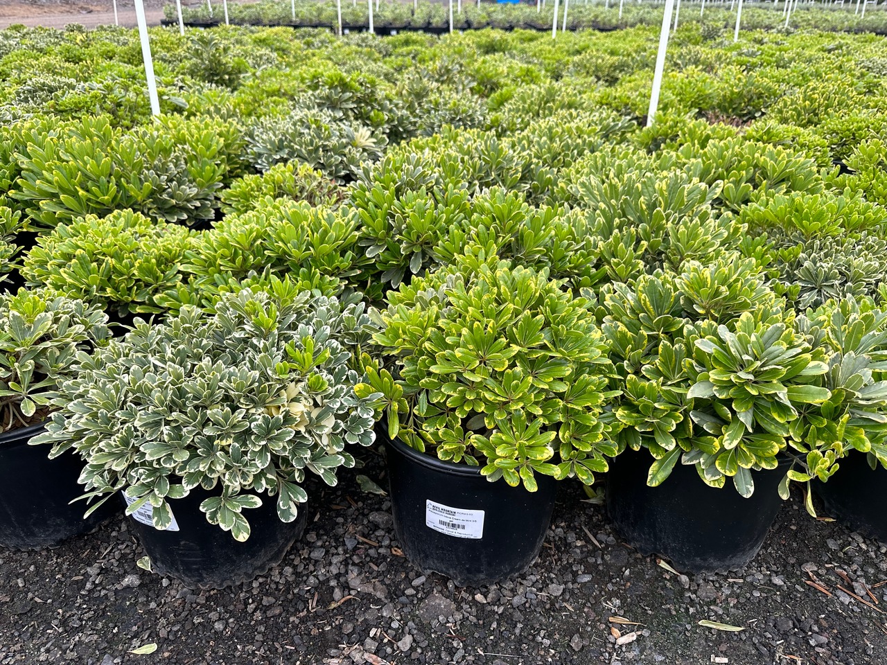 Cream de Mint Japanese Mock Orange