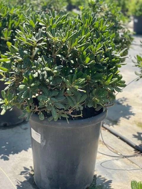 Japanese Mock Orange