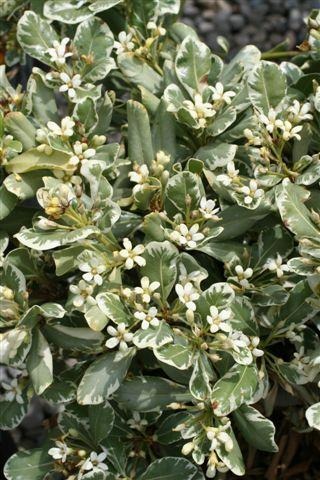 Variegated Japanese Mock Orange
