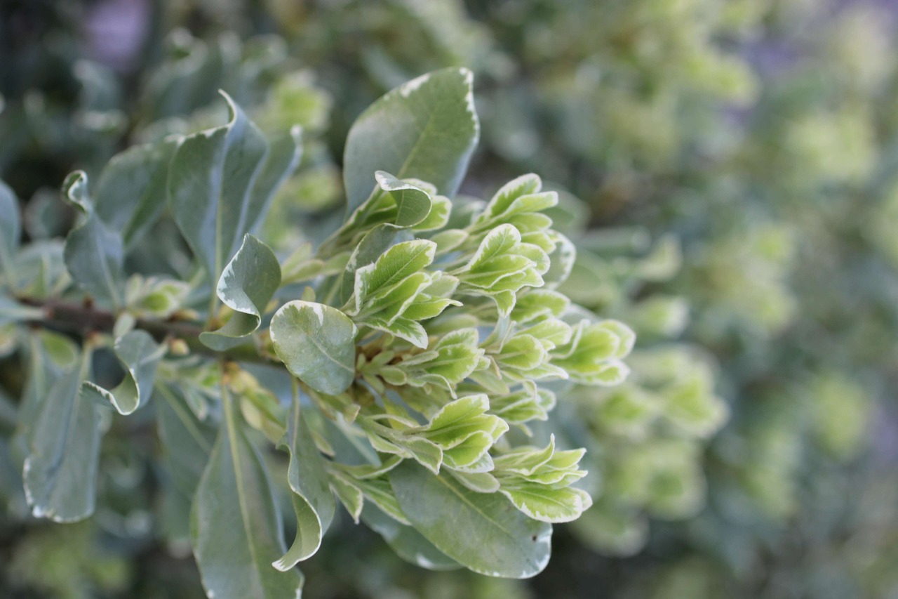 Variegated Japanese Mock Orange