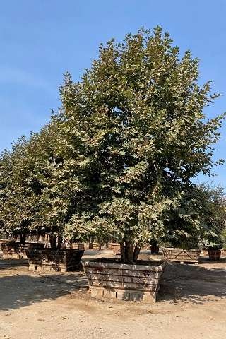 Western Sycamore, California Plane Tree