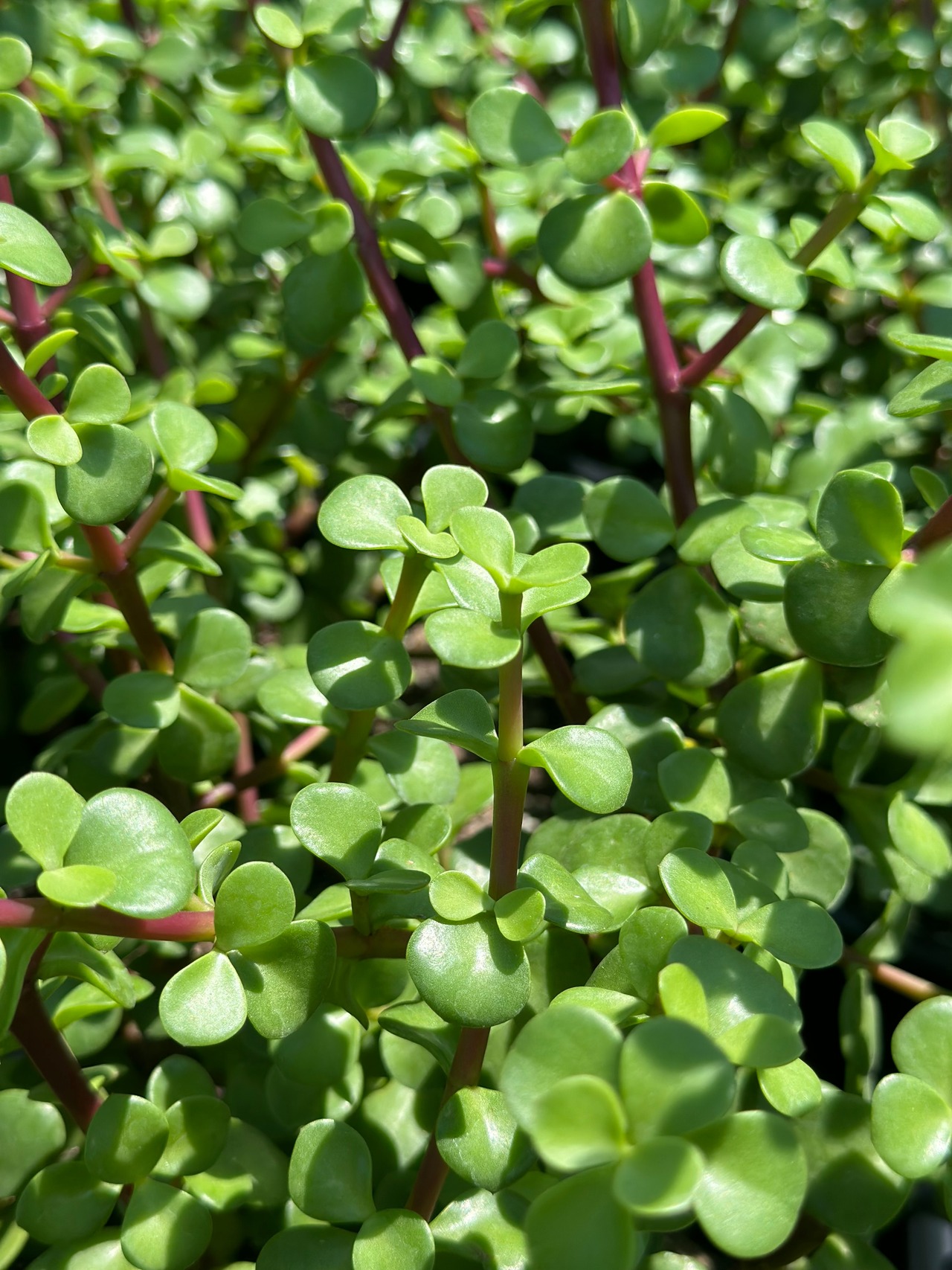 Elephant Bush