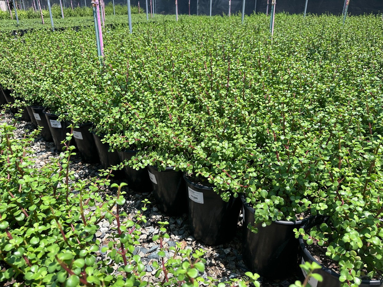 Elephant Bush