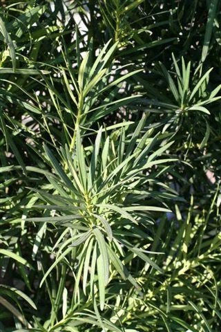 Fern Pine