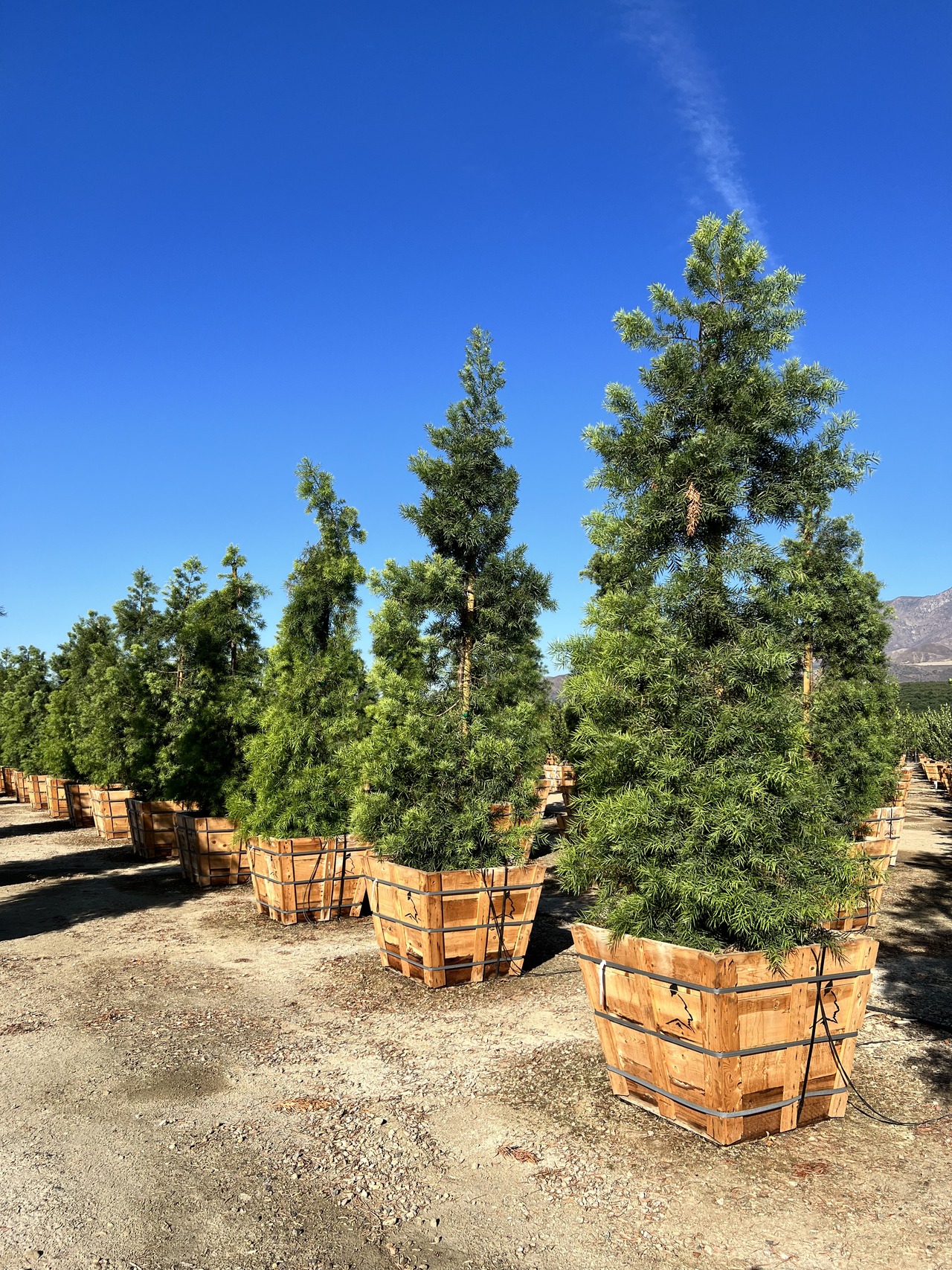 Fern Pine