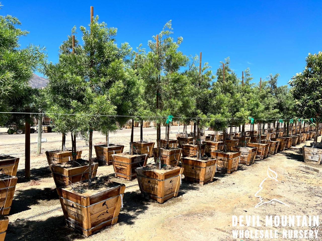 Fern Pine