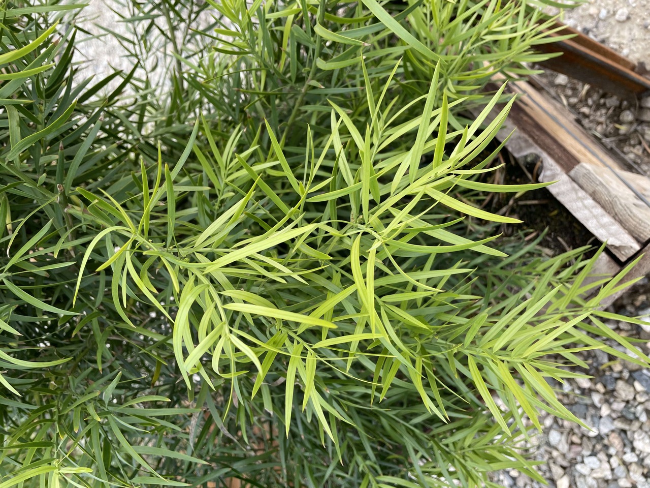 Fern Pine