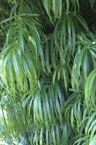 Long Leafed Yellowwood