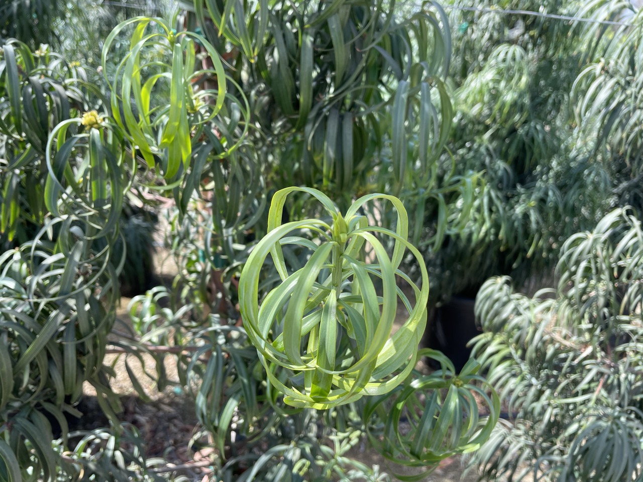 Long Leafed Yellowwood