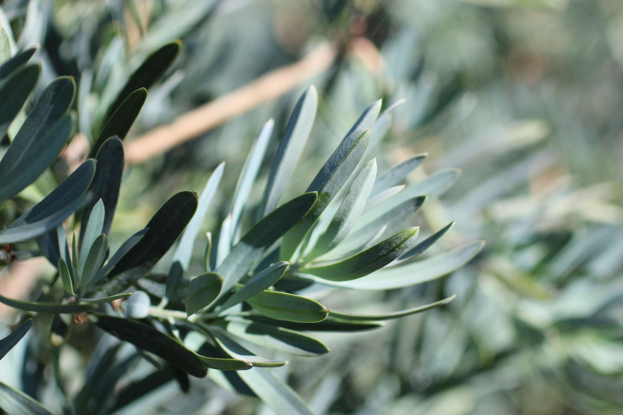 Icee Blue Fern Pine, Yellow-wood, "Green Frost"