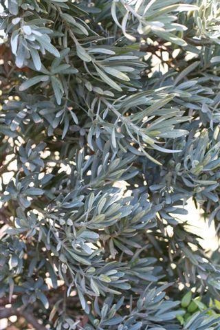 Icee Blue Fern Pine, Yellow-wood, "Green Frost"