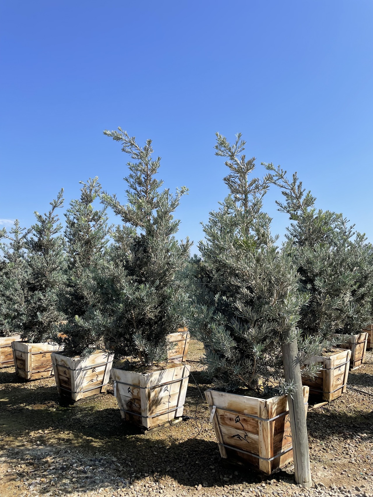 Icee Blue Fern Pine, Yellow-wood, "Green Frost"