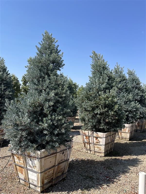 Icee Blue Fern Pine, Yellow-wood, "Green Frost"