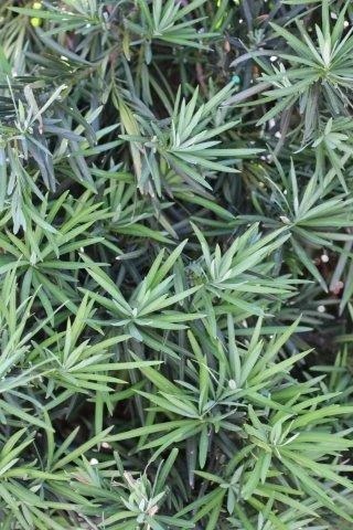 Shrubby Yew Pine