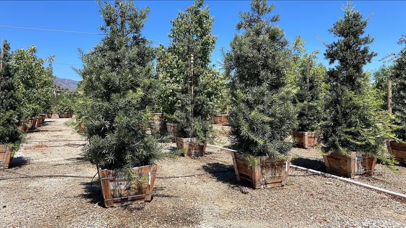 Shrubby Yew Pine