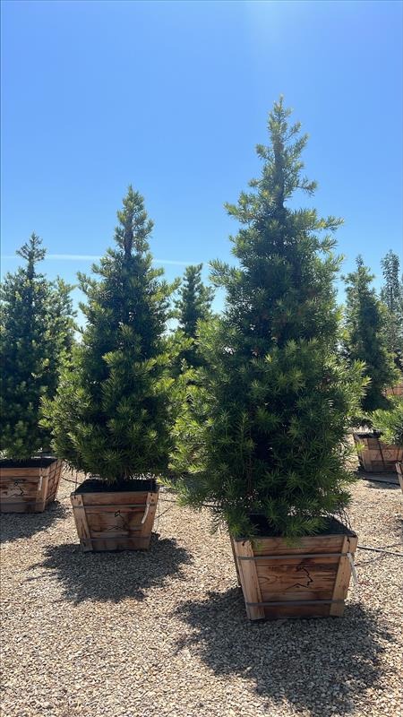 Shrubby Yew Pine