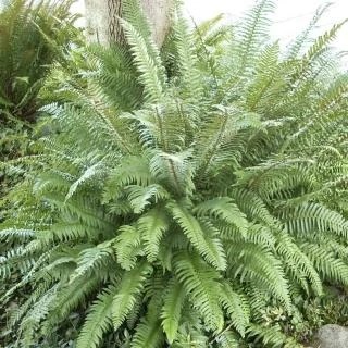 Western Sword Fern
