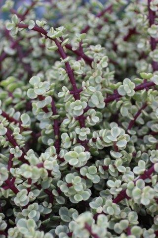 Rainbow Bush, Variegated Elephant's Food