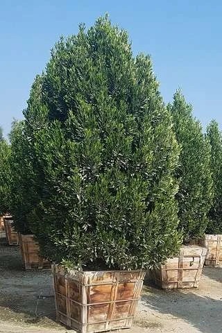 Bright 'N Tight Carolina Cherry Laurel