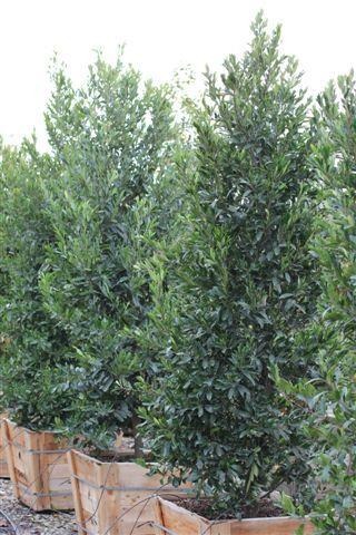 Bright 'N Tight Carolina Cherry Laurel