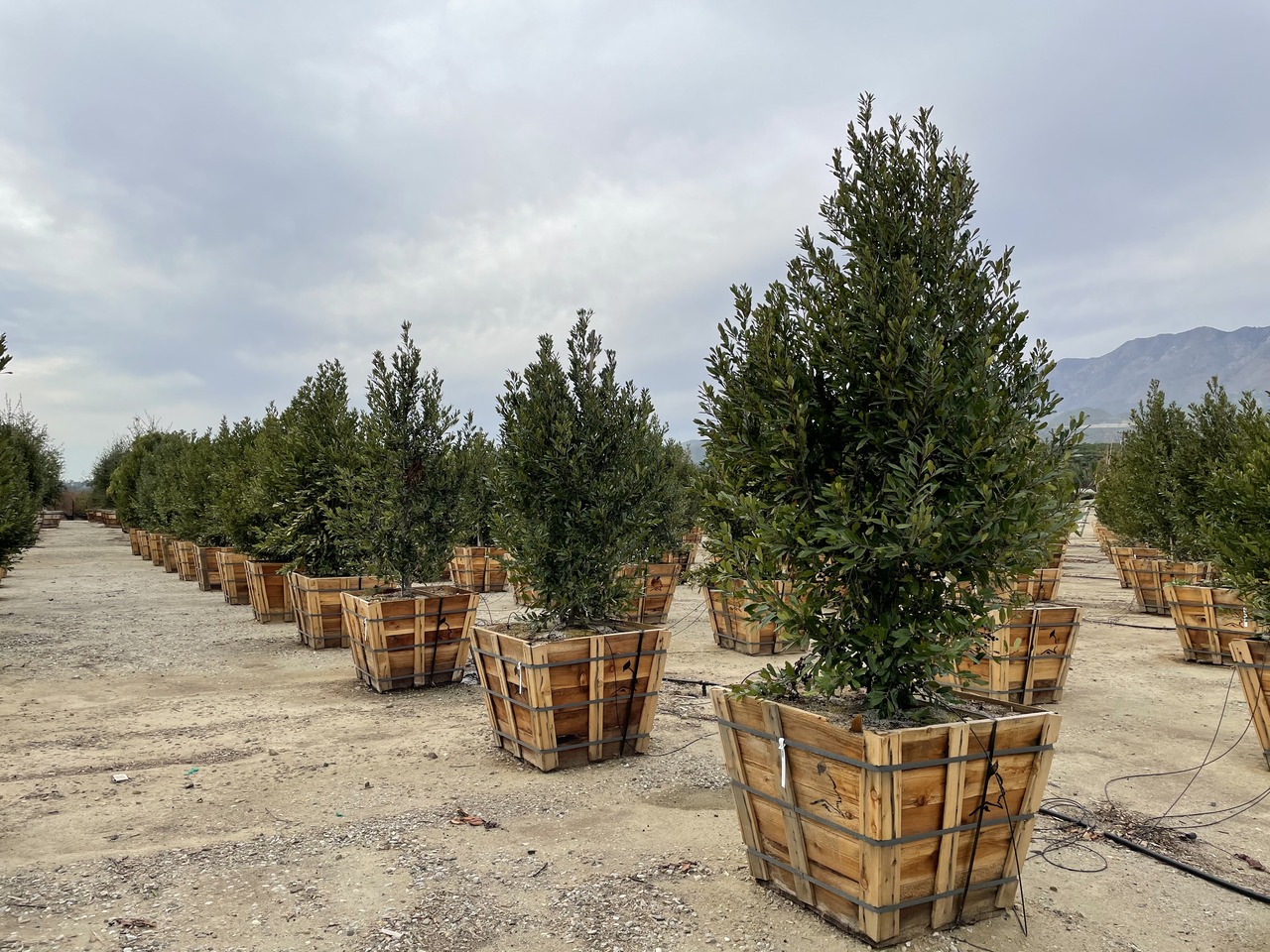 Bright 'N Tight Carolina Cherry Laurel