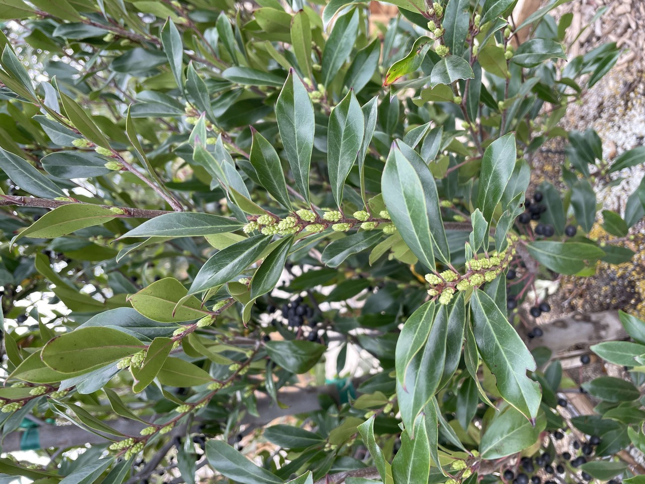 Bright 'N Tight Carolina Cherry Laurel