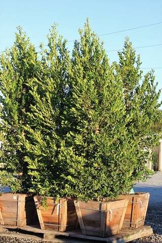 Carolina Cherry Laurel