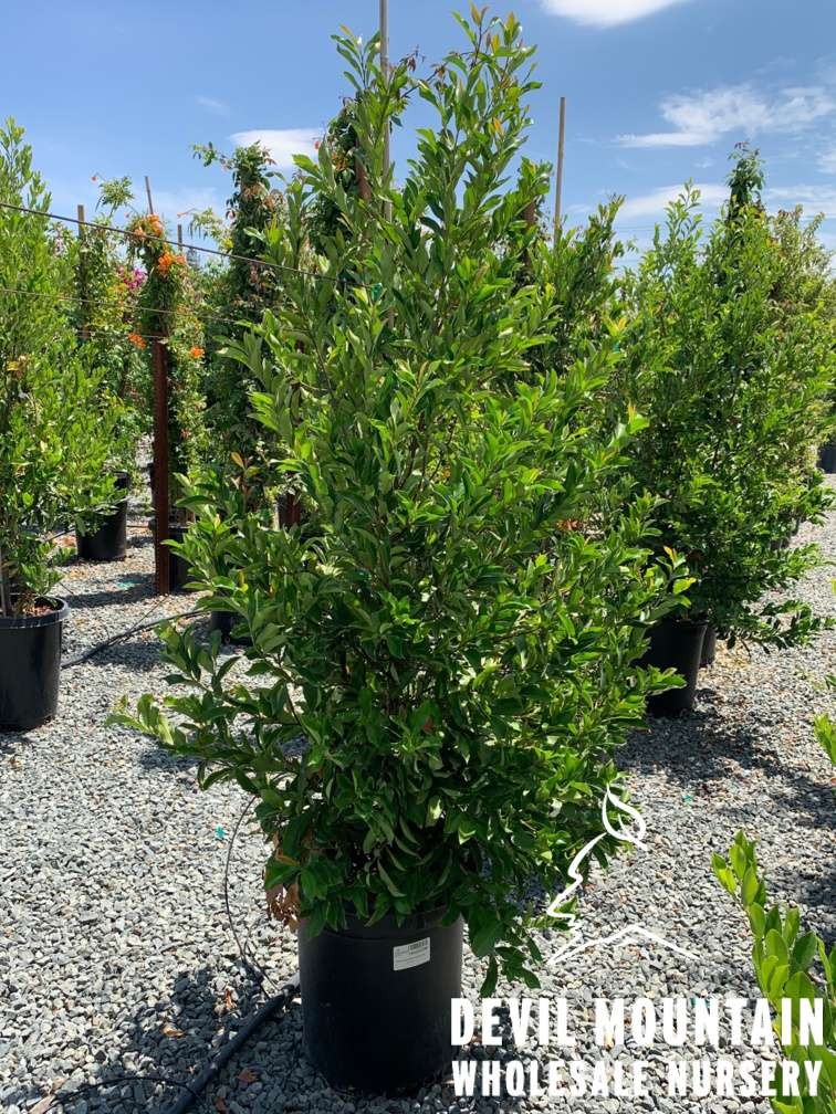 Carolina Cherry Laurel