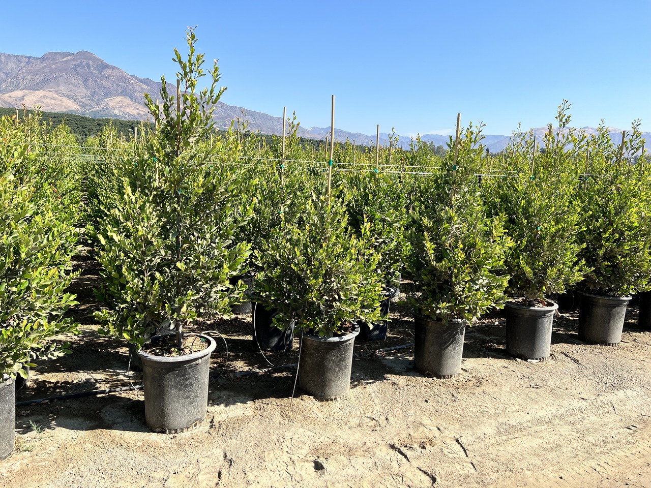 Carolina Cherry Laurel