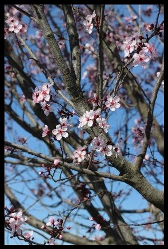 Krauter Vesuvius Flowering Plum